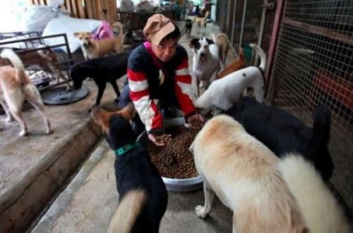 woman-with-dogs-cats-2