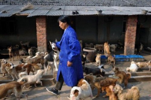 woman-with-dogs-cats-4