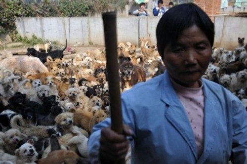 woman-with-pets-7