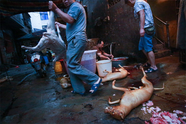 yulin02