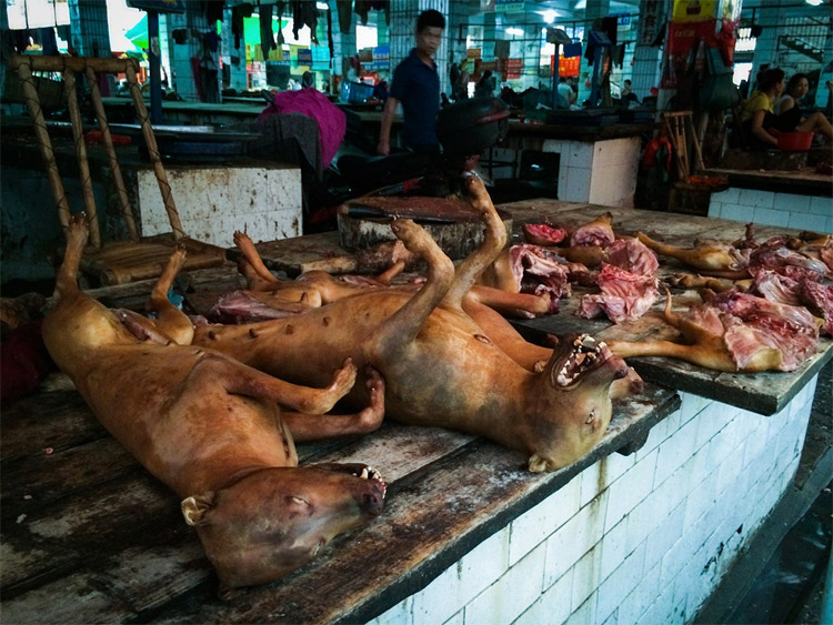 yulin04