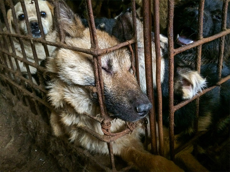 yulin05