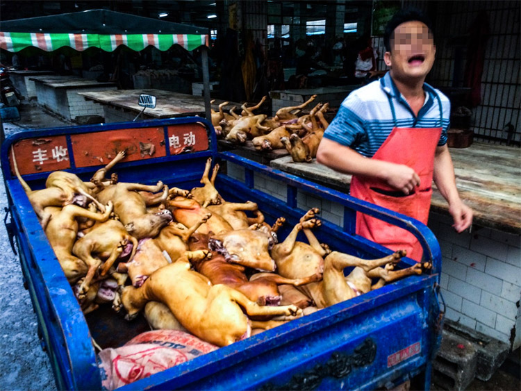 yulin08
