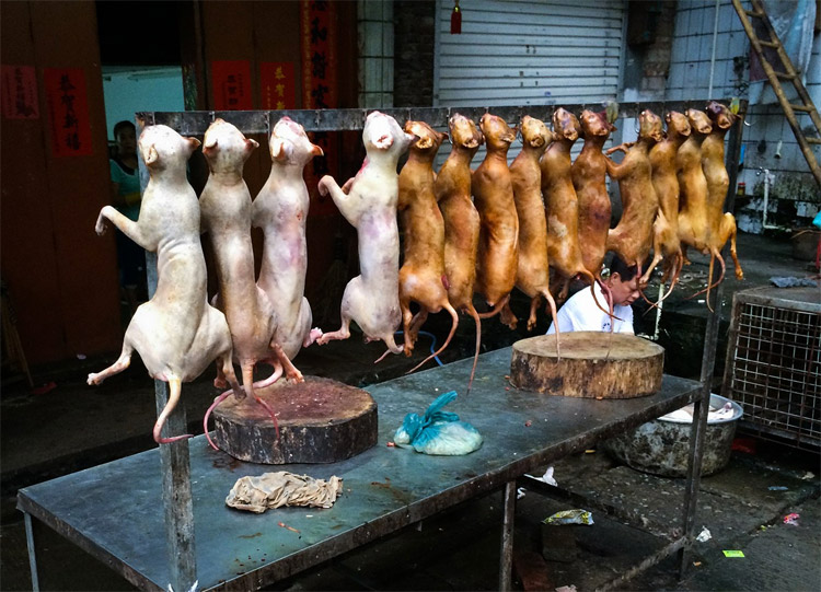 yulin09